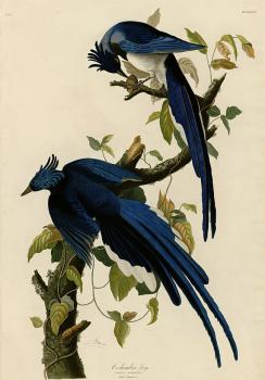 John James Audubon : Columbia jay